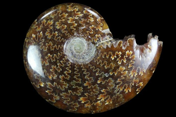Polished, Agatized Ammonite (Cleoniceras) - Madagascar #97227